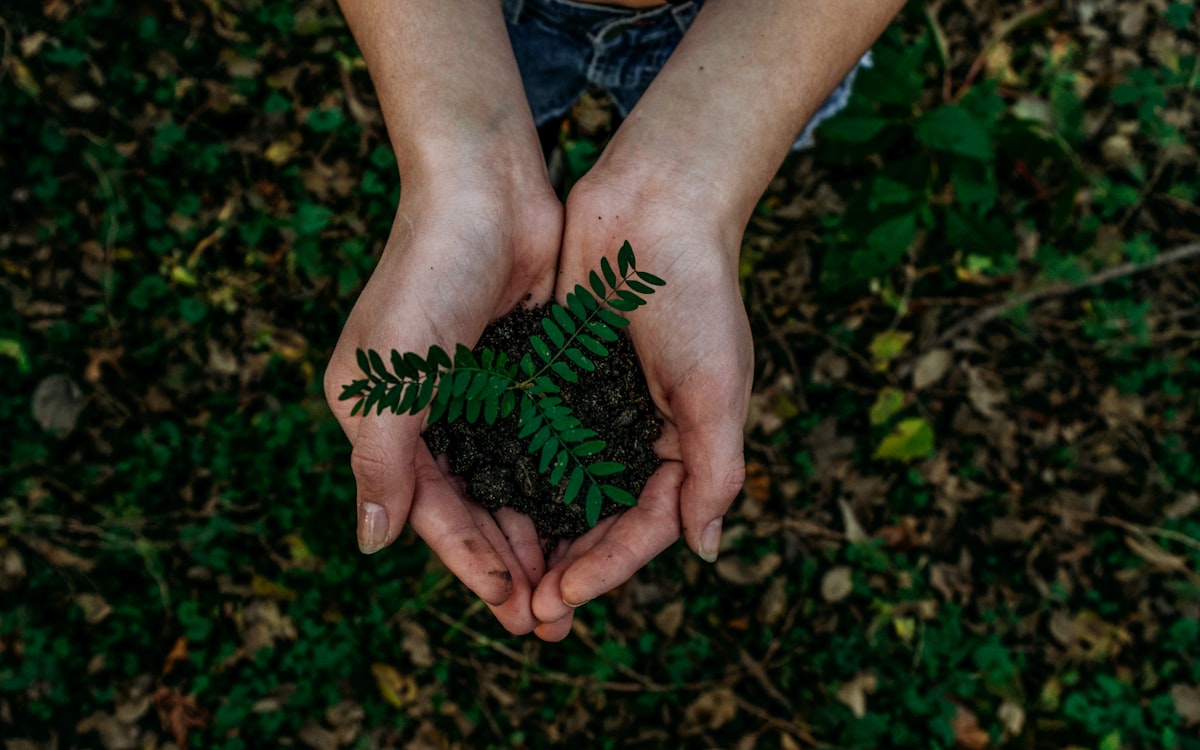 Hands holding a young plant over rich garden soil